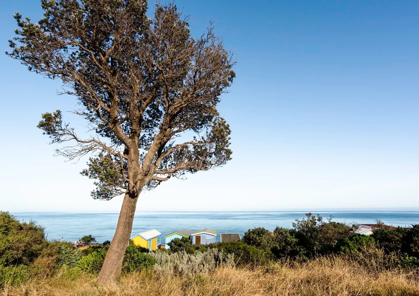 Tree by the ocean with a clear blue sky and boatsheds