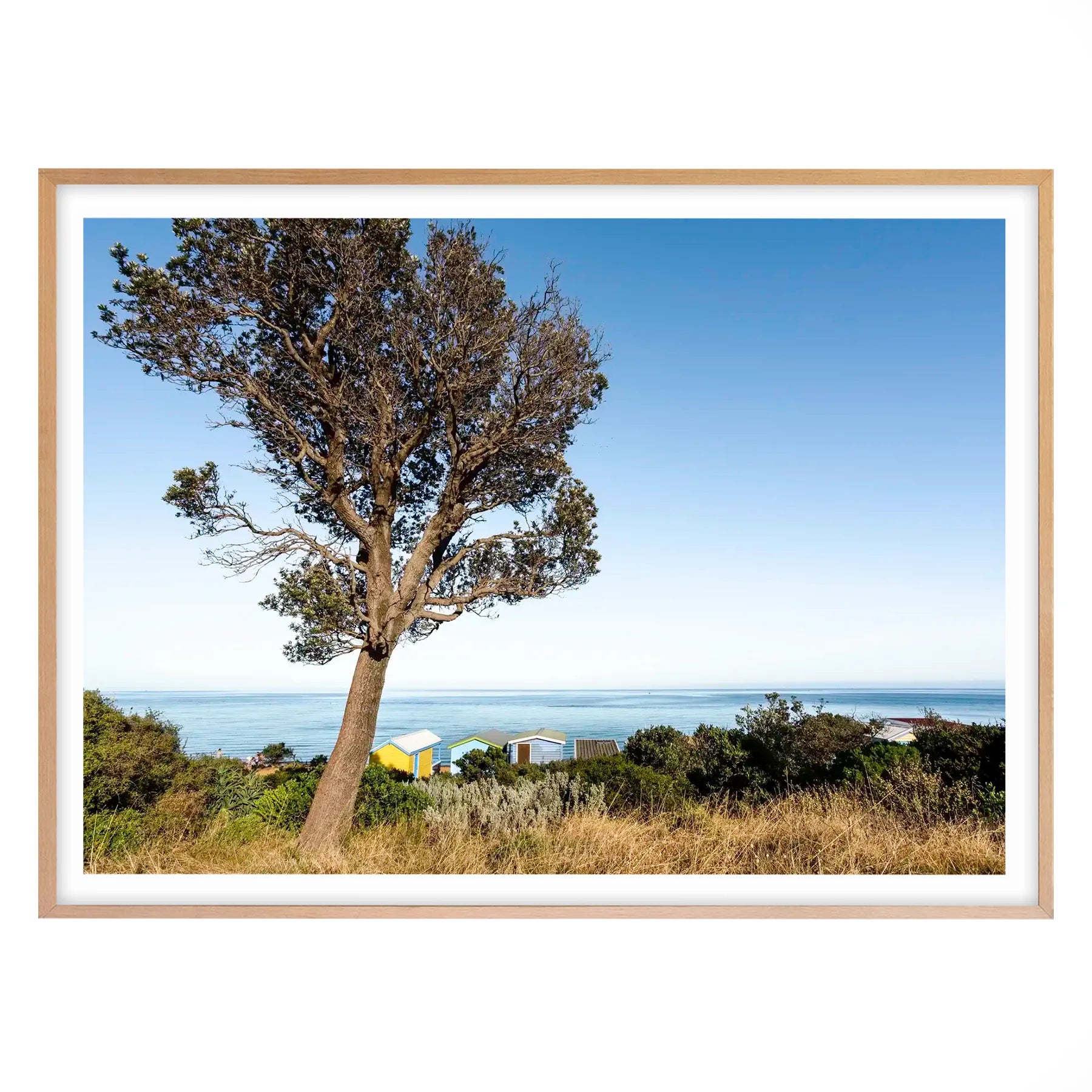 Banksia Tree and Boat Sheds, Mount Martha