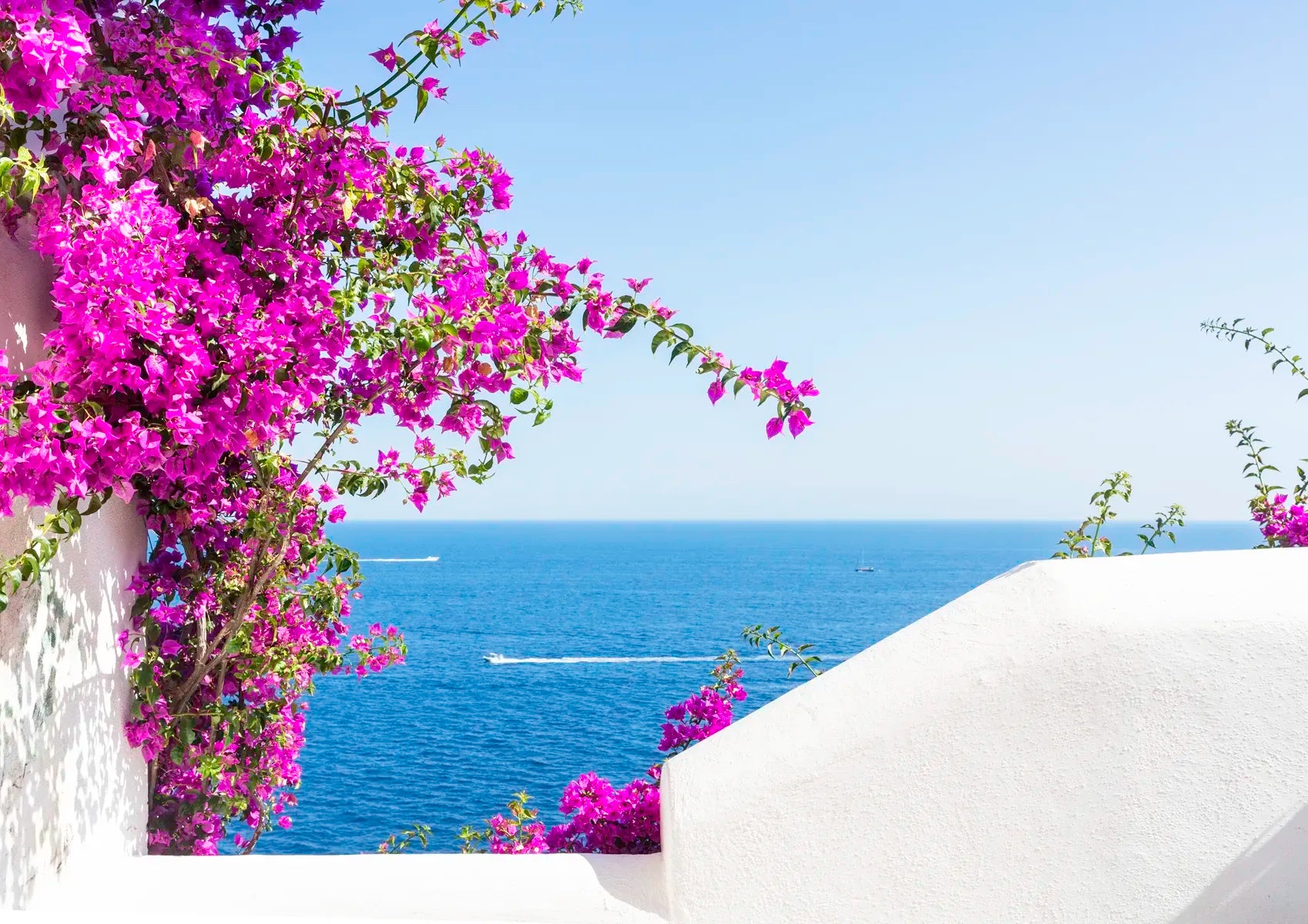 Floral view with ocean and boat in the background