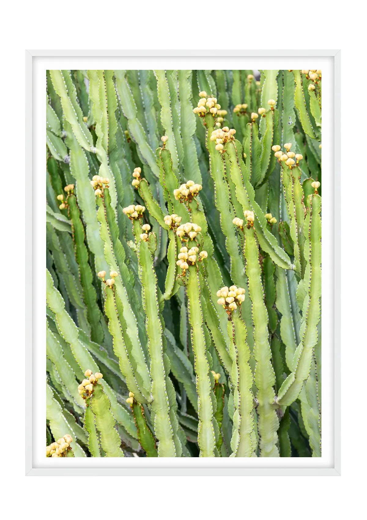 Candelabra Cactus