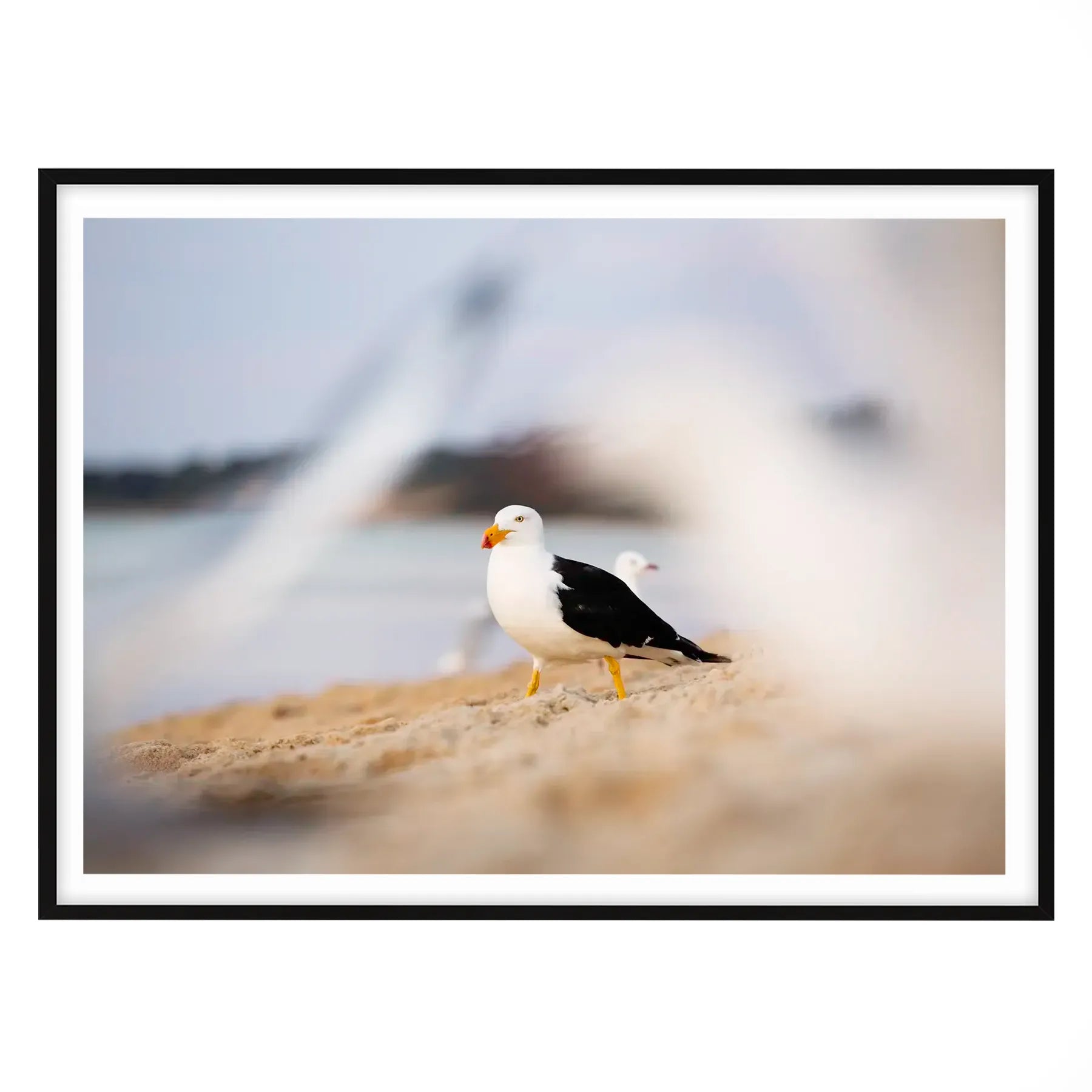 Coastal King