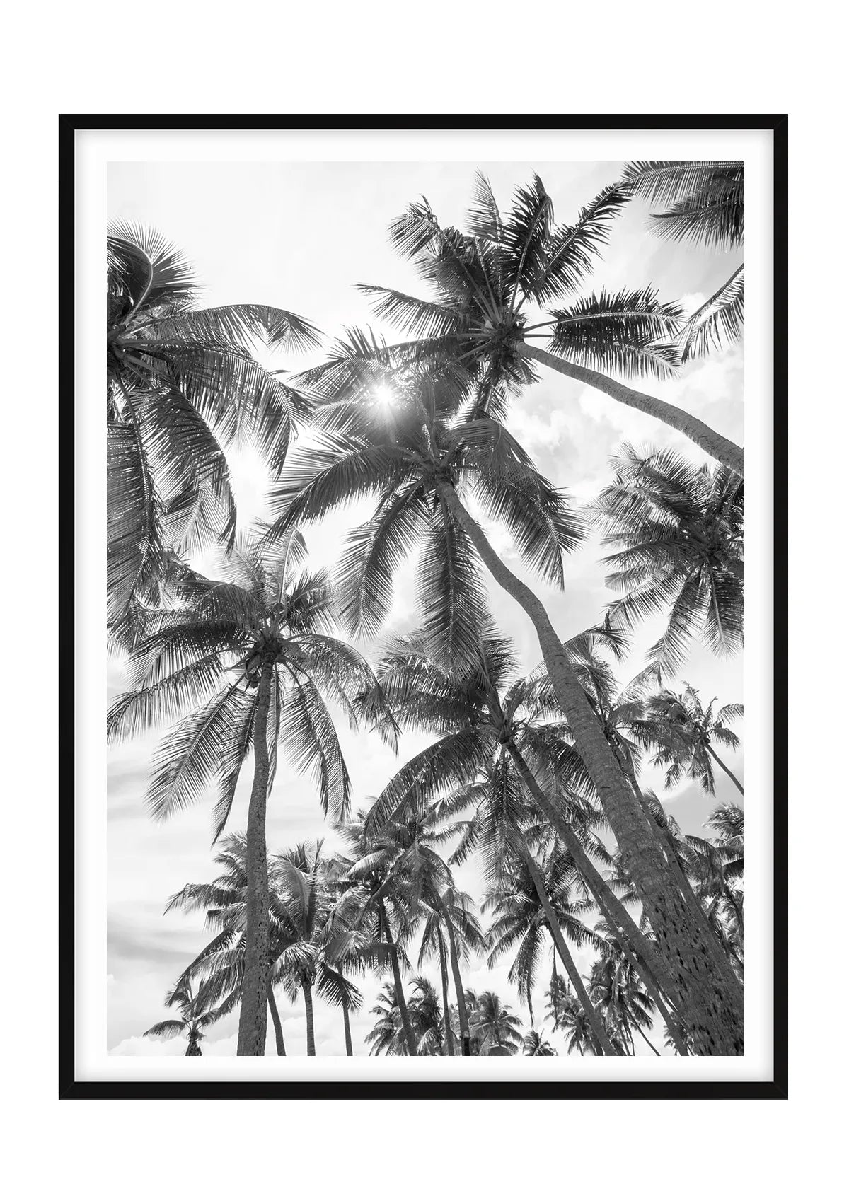 Palm Perspective - Black and White