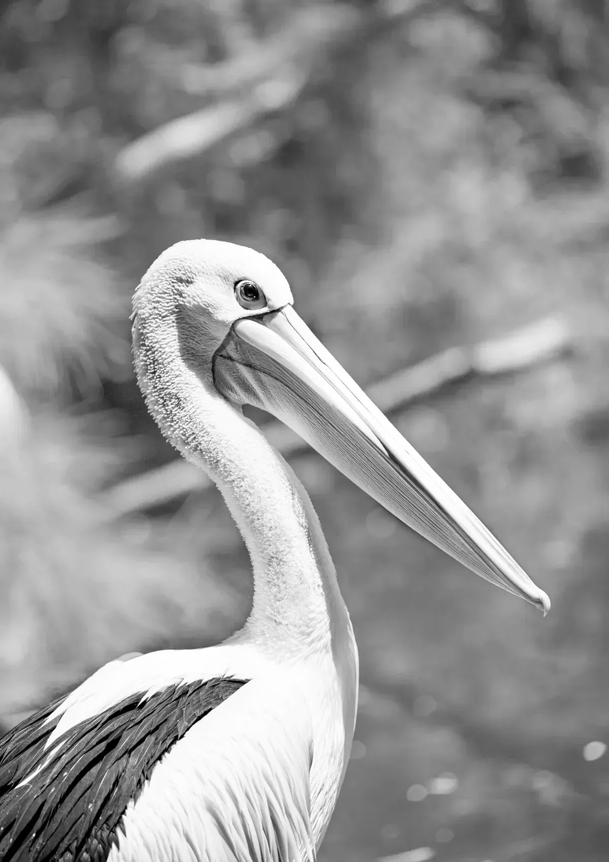 Black and white photo of a pelican with blurred natural background