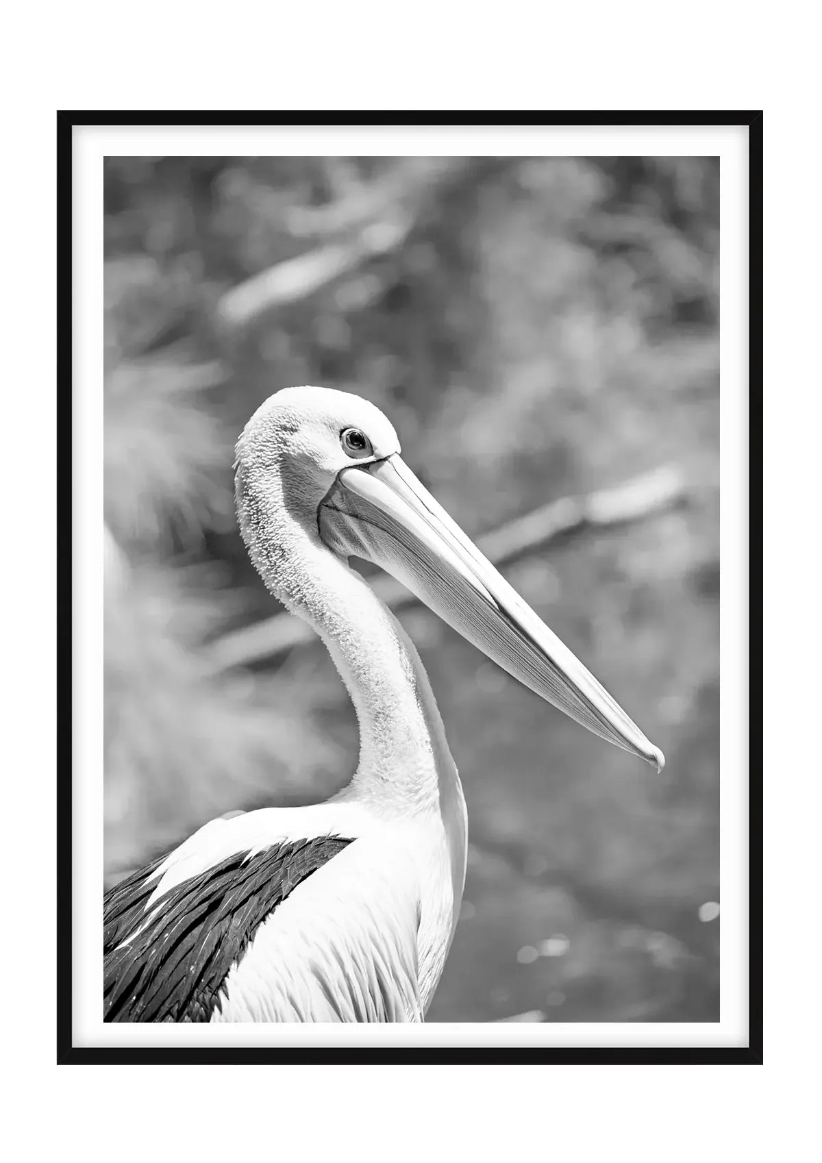 Pelican Poise, Noosa