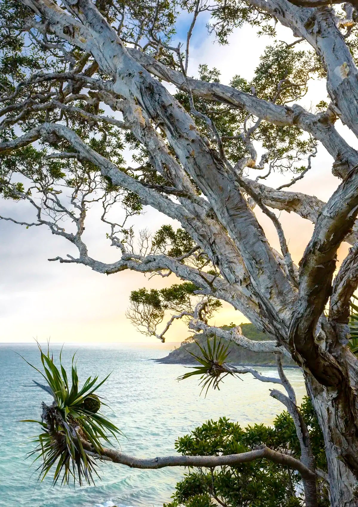 Large tree with twisted branches overhanging a body of water with a mountain in the background.