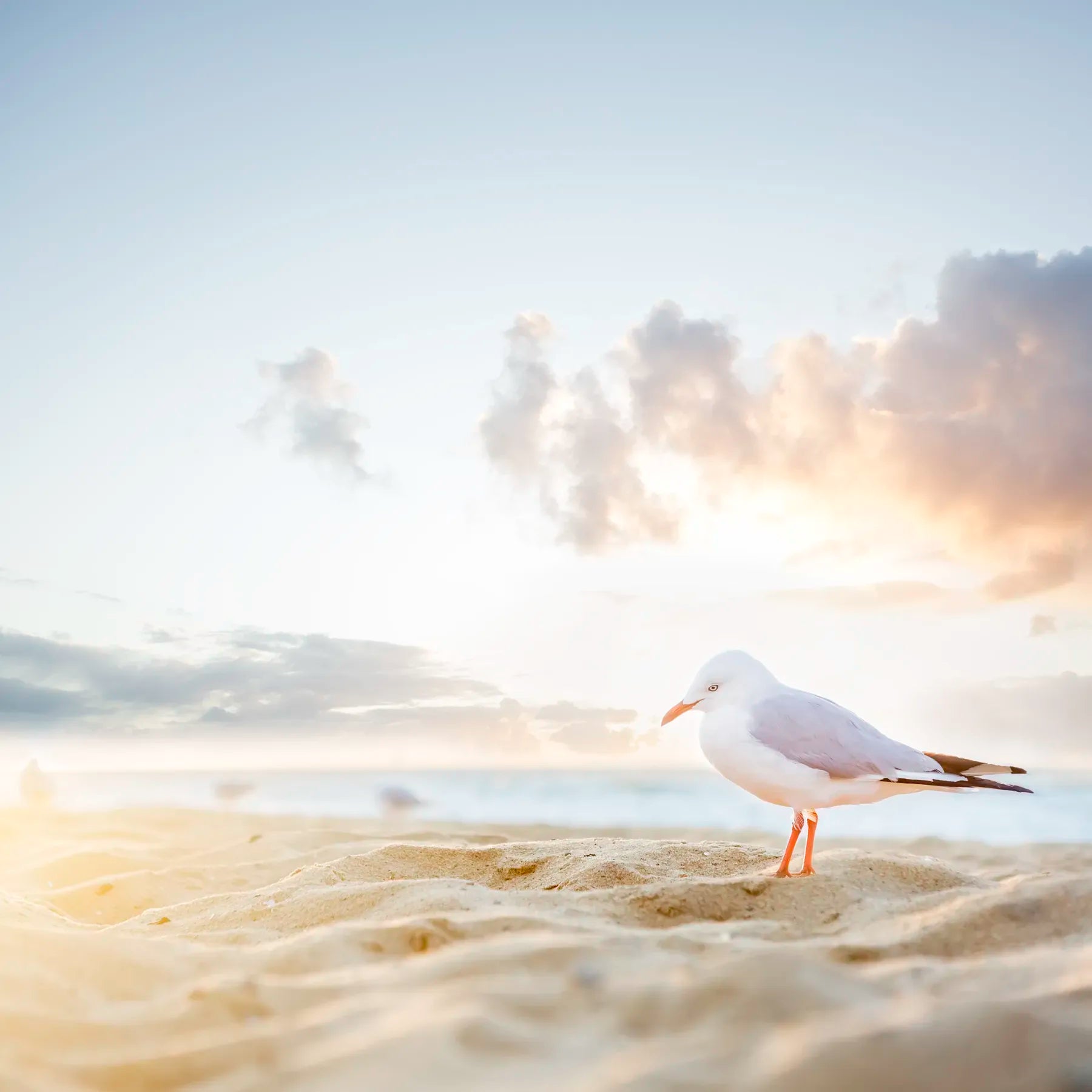 Seagull on a sandy beach with a sunset sky