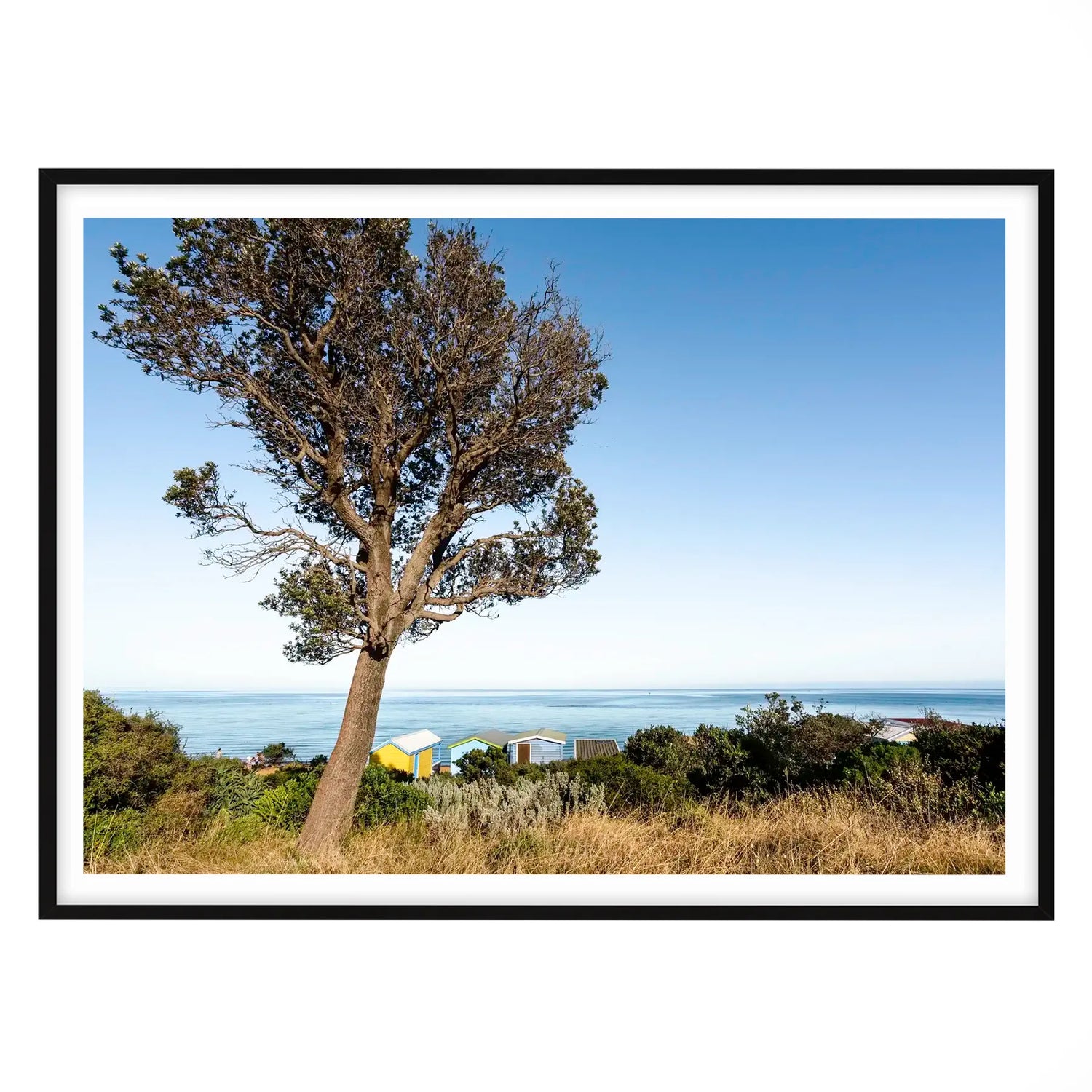 Banksia Tree and Boat Sheds, Mount Martha