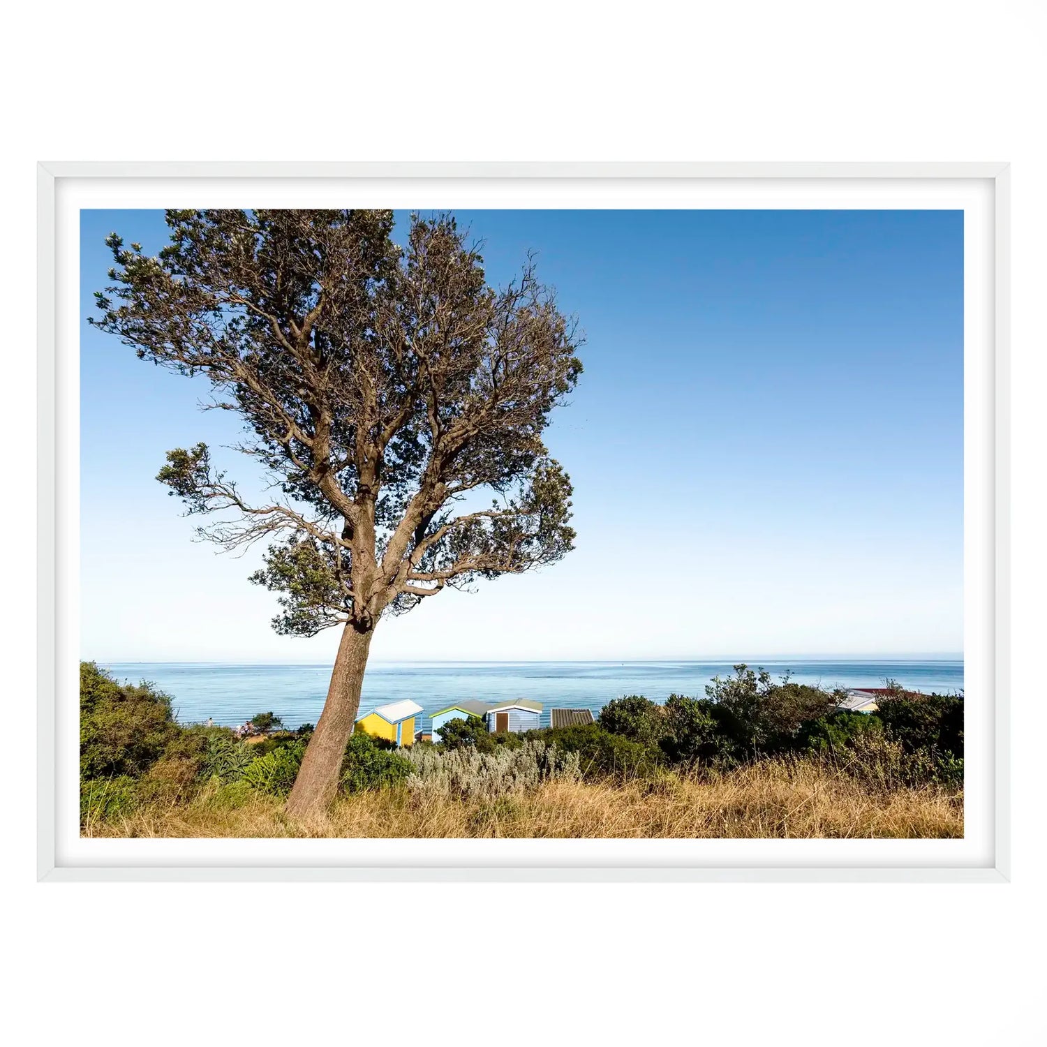 Banksia Tree and Boat Sheds, Mount Martha