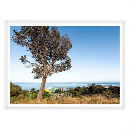 Banksia Tree and Boat Sheds, Mount Martha