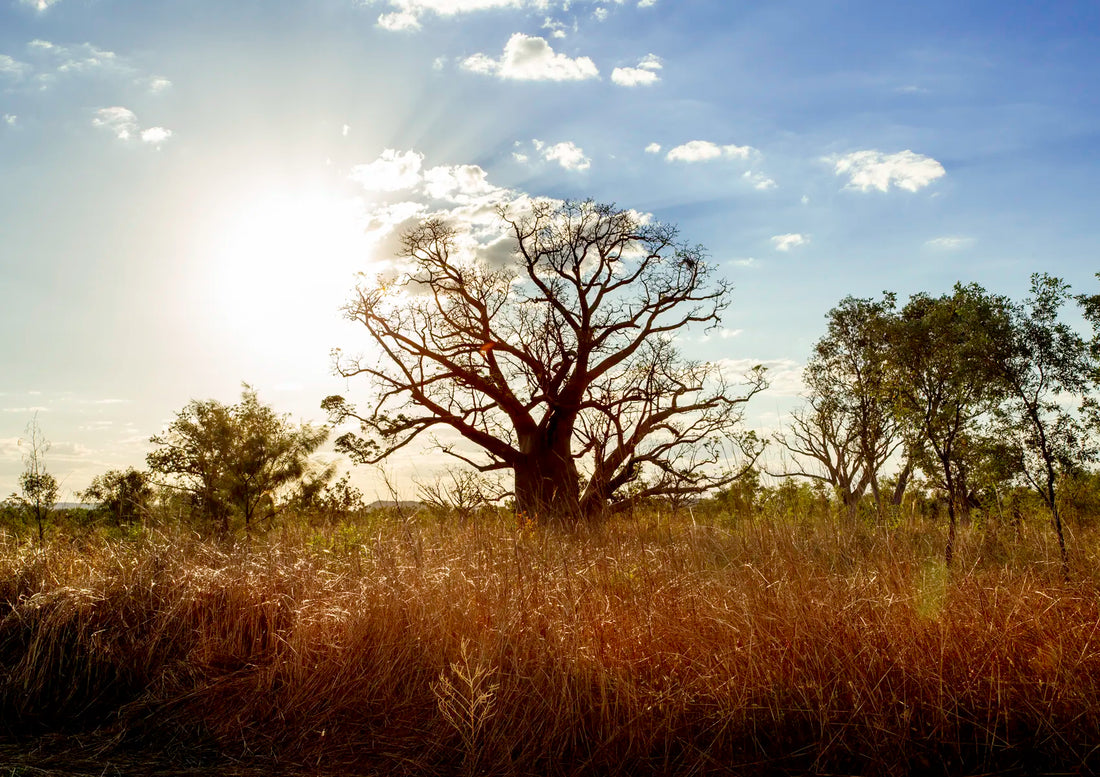 Silhouette of a large boab tree in a grassy field with a blue sky.
