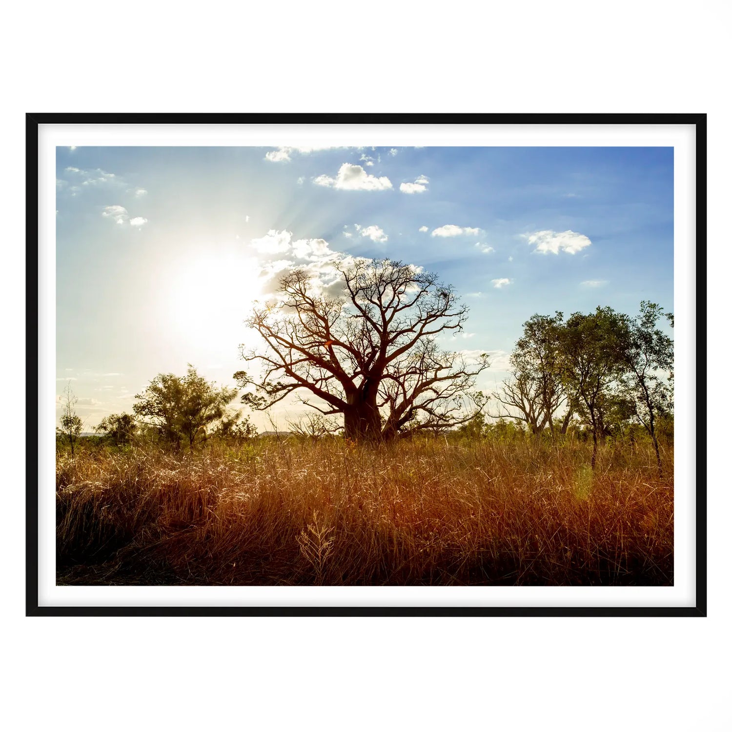 Boab Tree, Western Australia - Horizontal