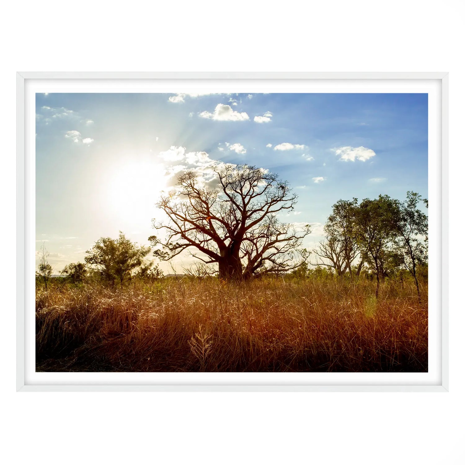 Boab Tree, Western Australia - Horizontal