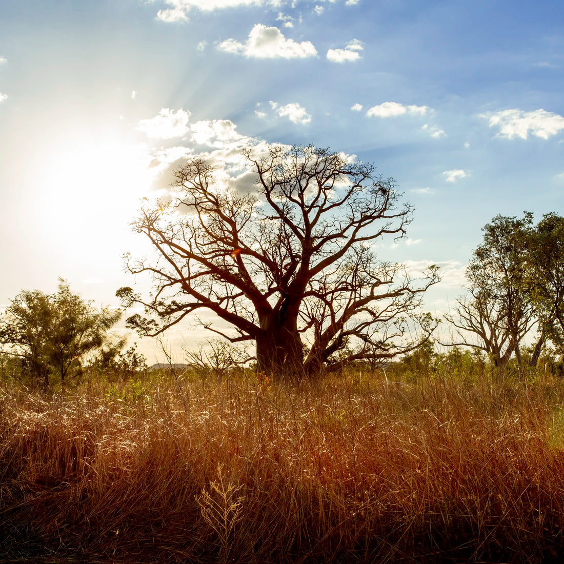 Large boab tree in a grassy field with a blue sky and clouds