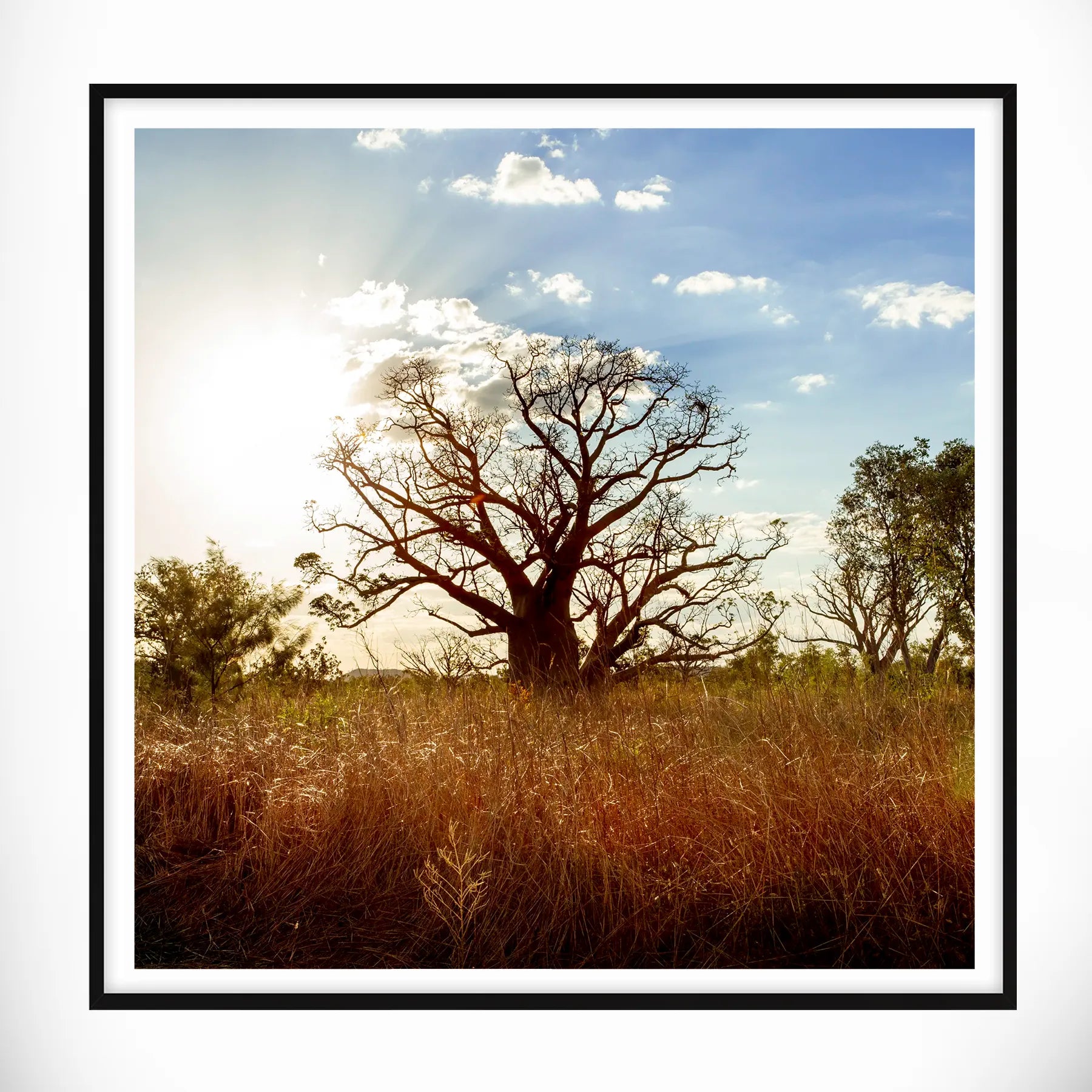 Boab Tree, Western Australia - Square