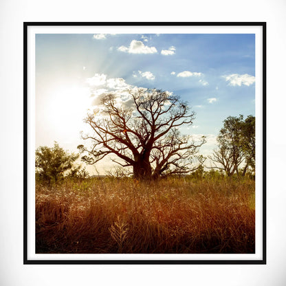 Boab Tree, Western Australia - Square