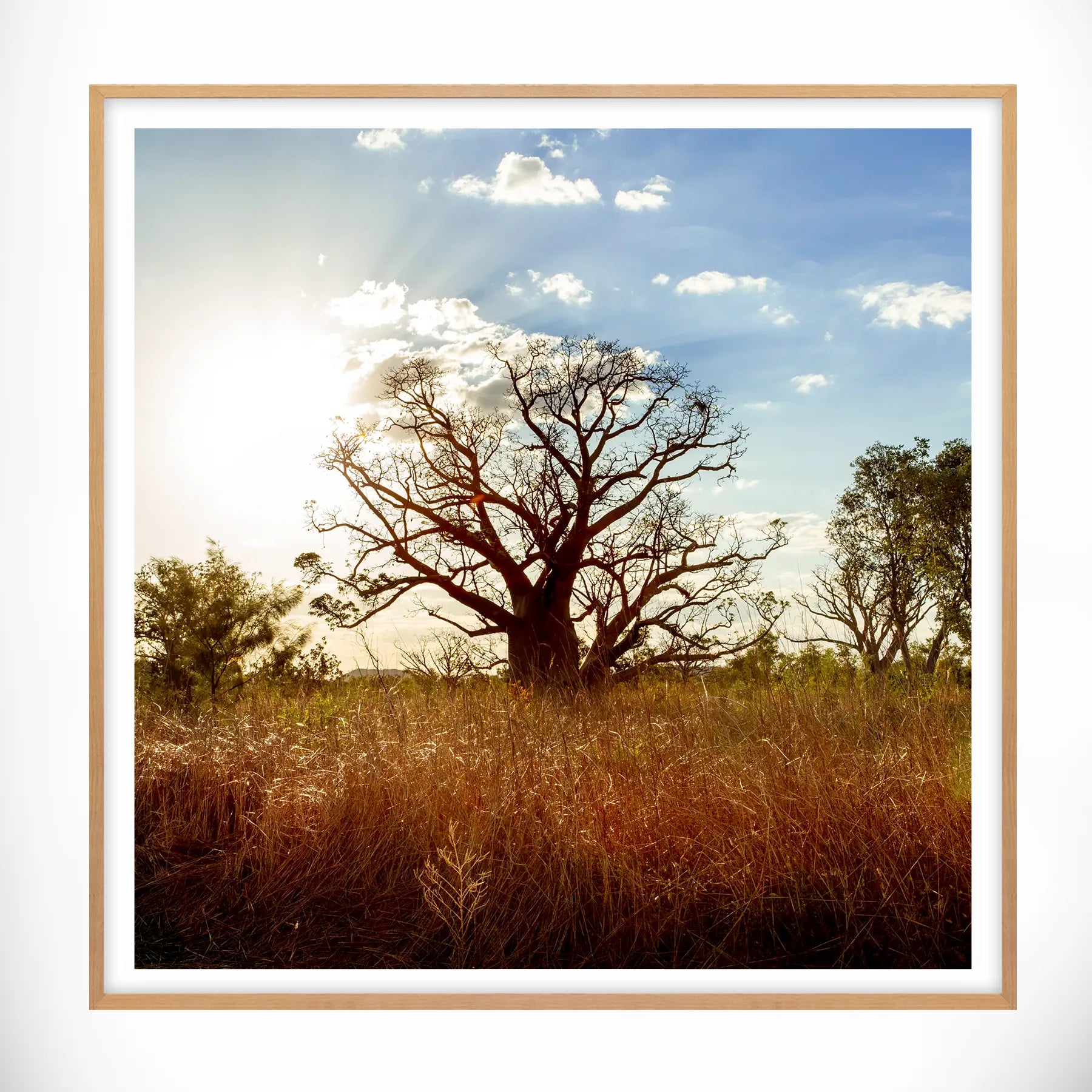 Boab Tree, Western Australia - Square