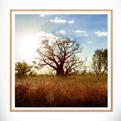 Boab Tree, Western Australia - Square