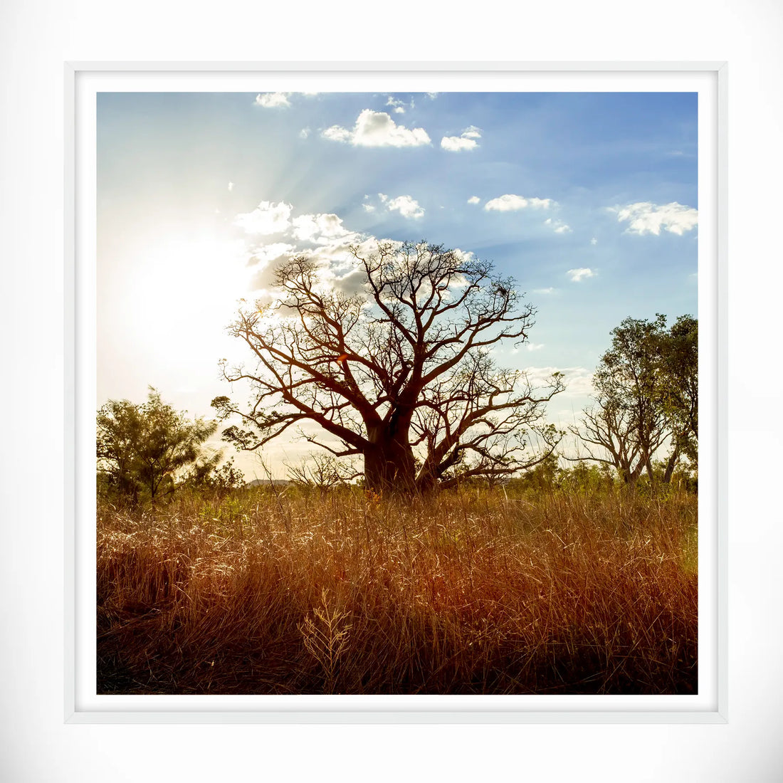 Boab Tree, Western Australia - Square