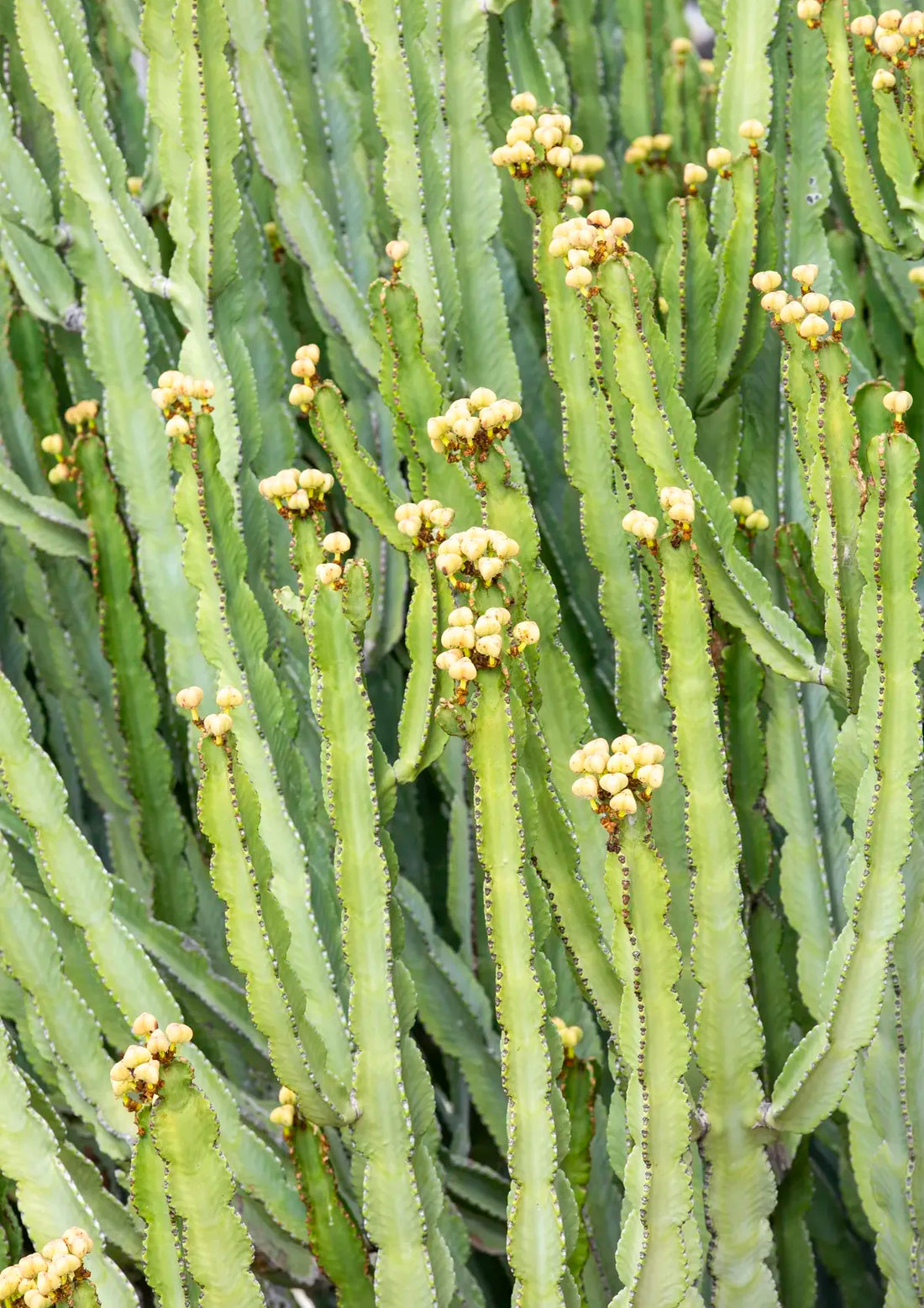 Close-up of green cactus plants with small yellow flowers.