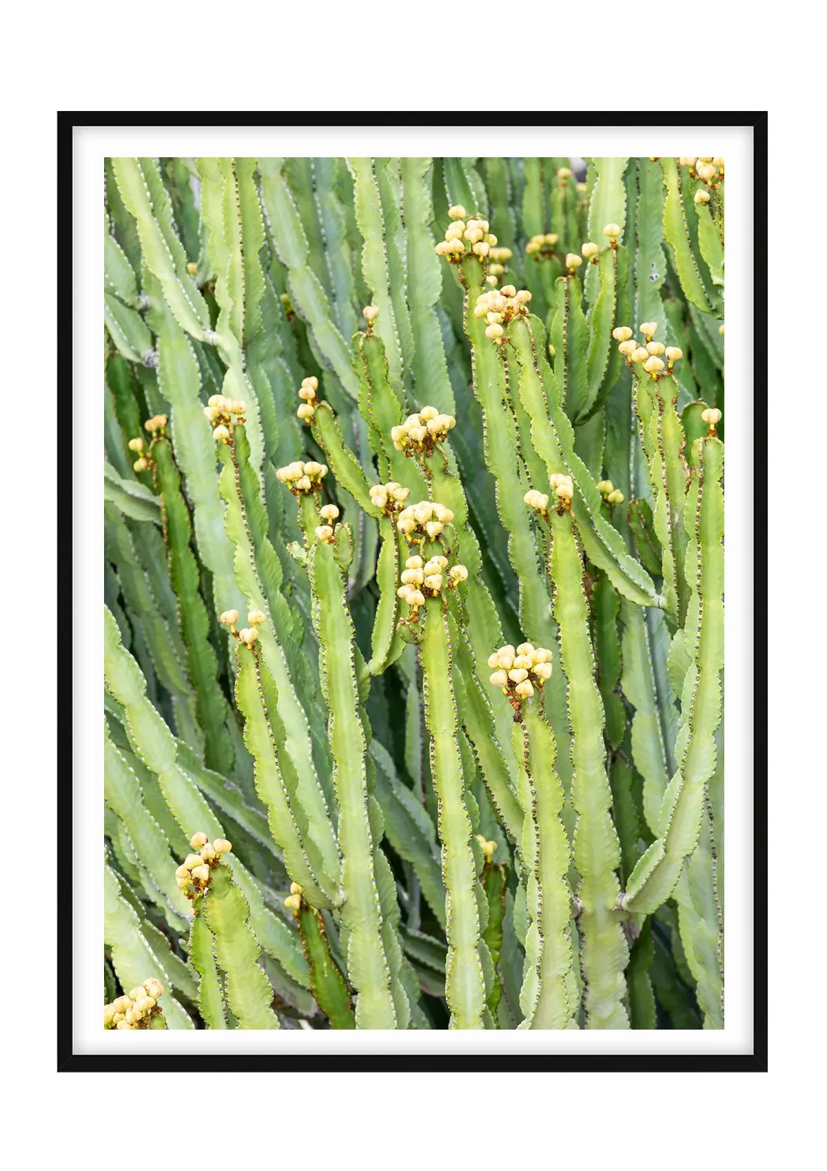 Candelabra Cactus