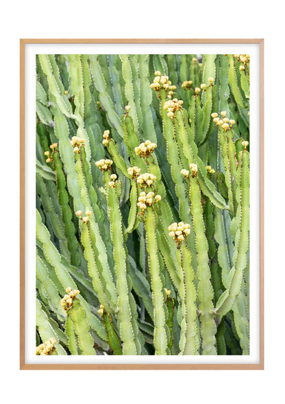 Candelabra Cactus