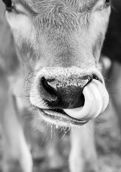Close-up of a cow&