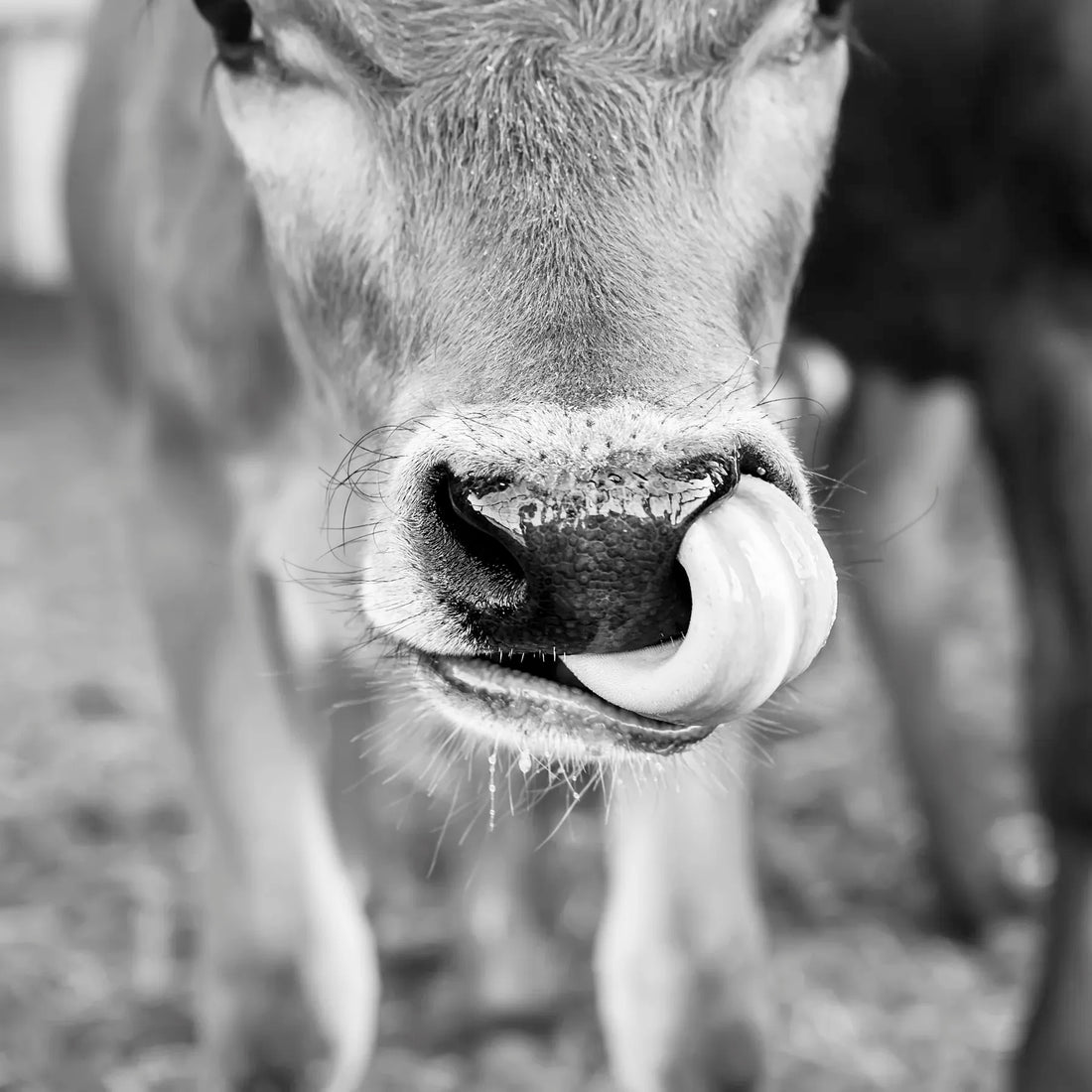 Close-up of a cow&