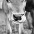Close-up of a cow&
