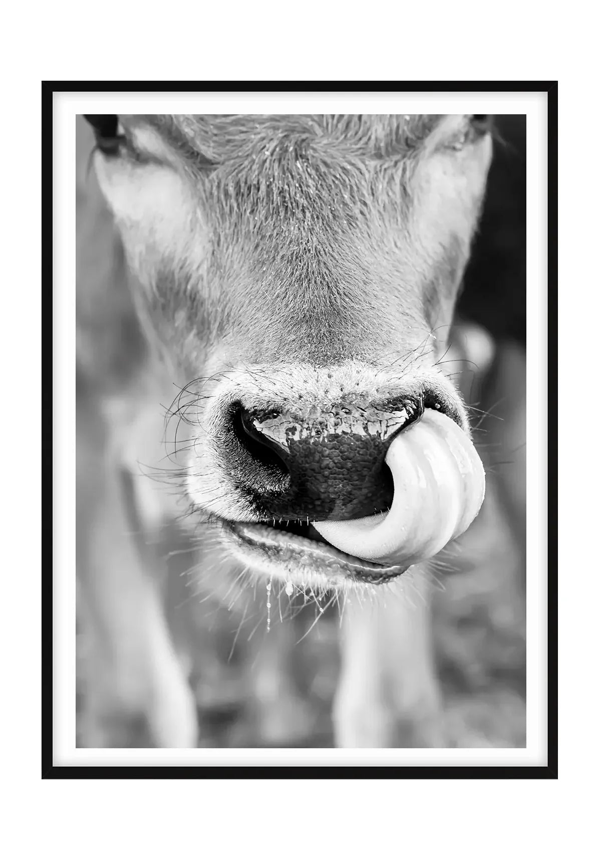 Caught in the Act, Cow - Black and White - Vertical
