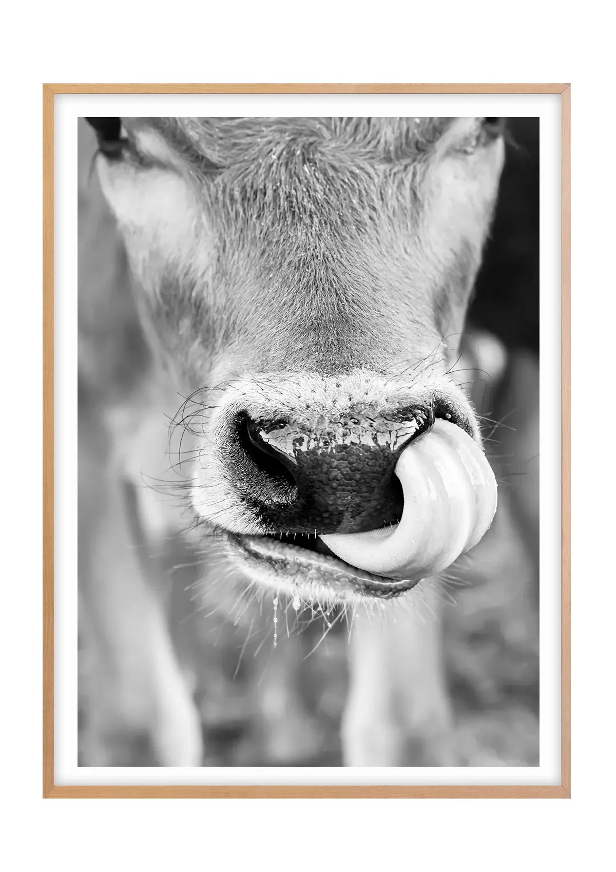 Caught in the Act, Cow - Black and White - Vertical