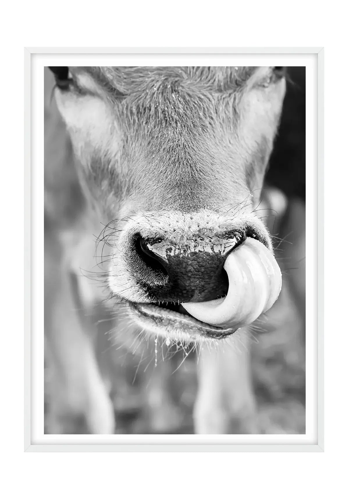 Caught in the Act, Cow - Black and White - Vertical