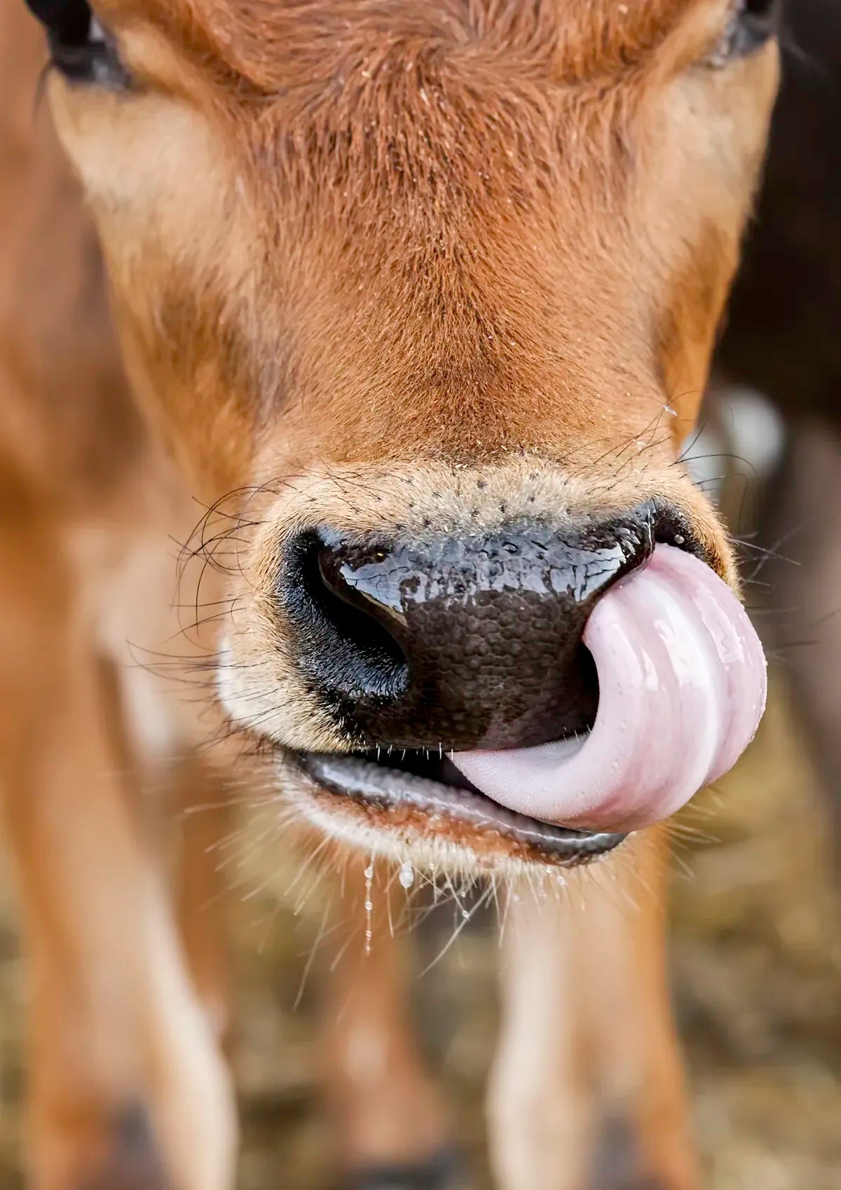 Close-up of a cow sticking out its tongue with a blurred background