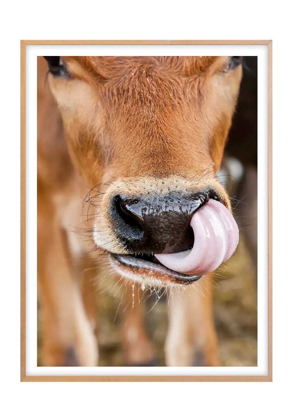 Caught in the Act, Cow - Colour - Vertical
