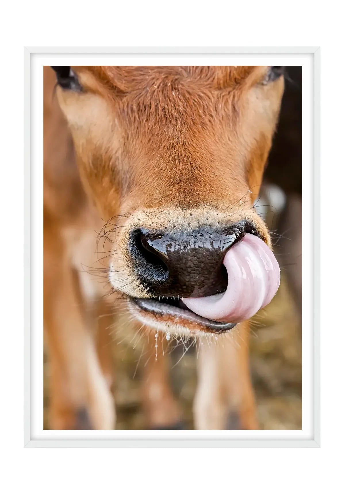 Caught in the Act, Cow - Colour - Vertical