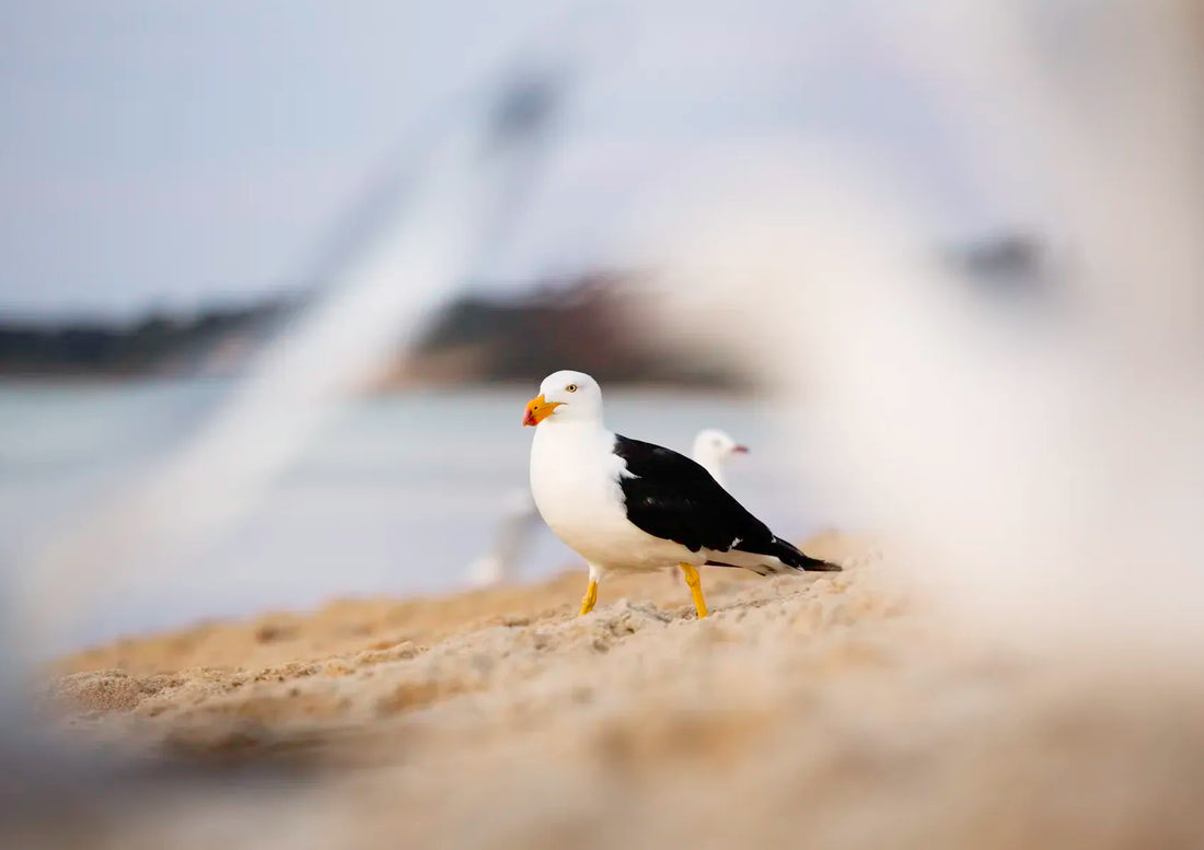 Seagull on a sandy beach with blurred background