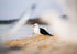 Seagull on a sandy beach with blurred background