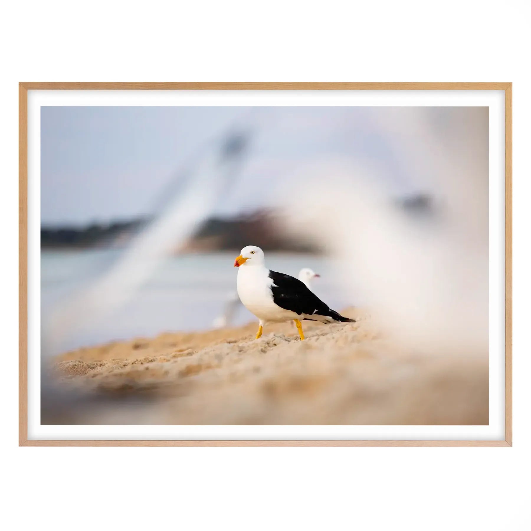 Coastal King