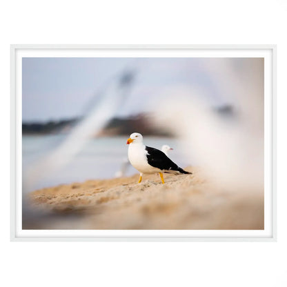 Coastal King