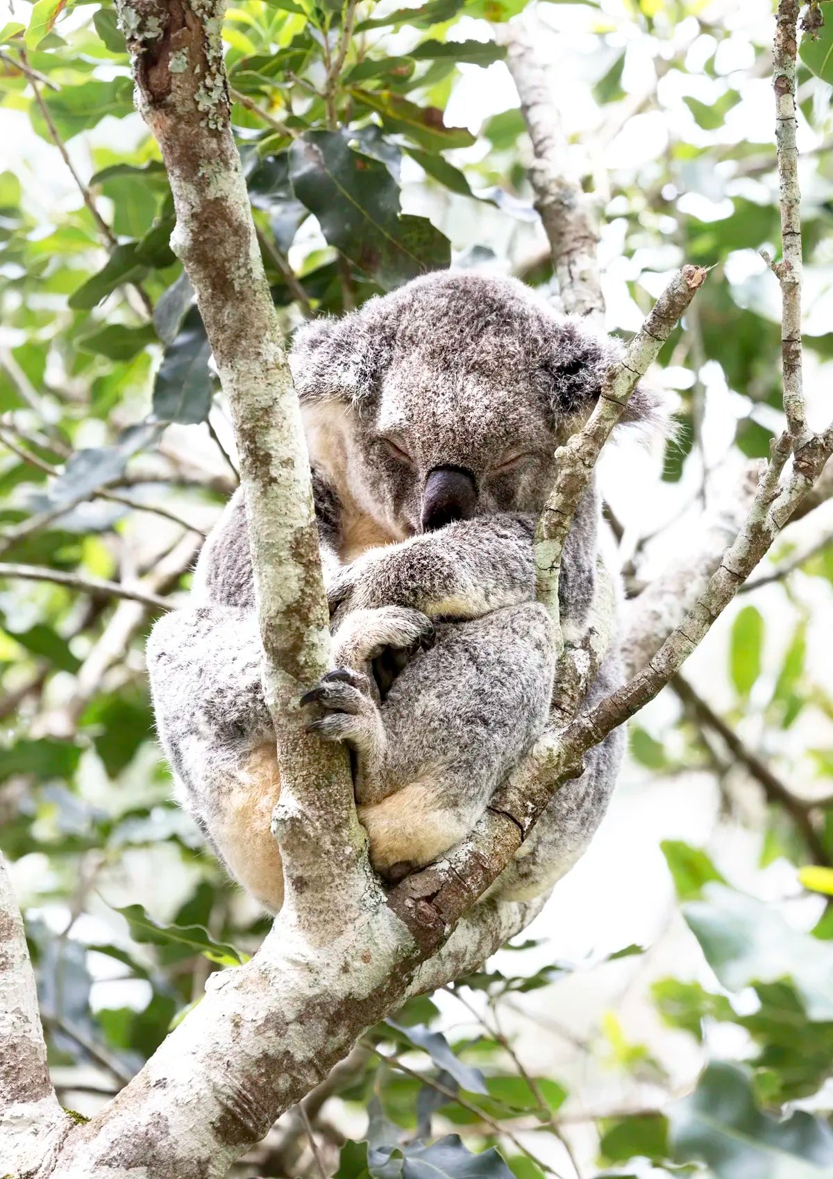 A koala in a tree with green leaves in the background
