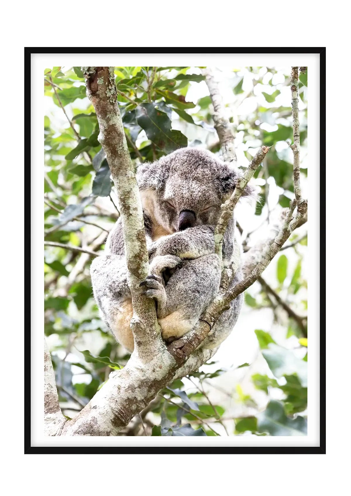 Dreaming in the Canopy
