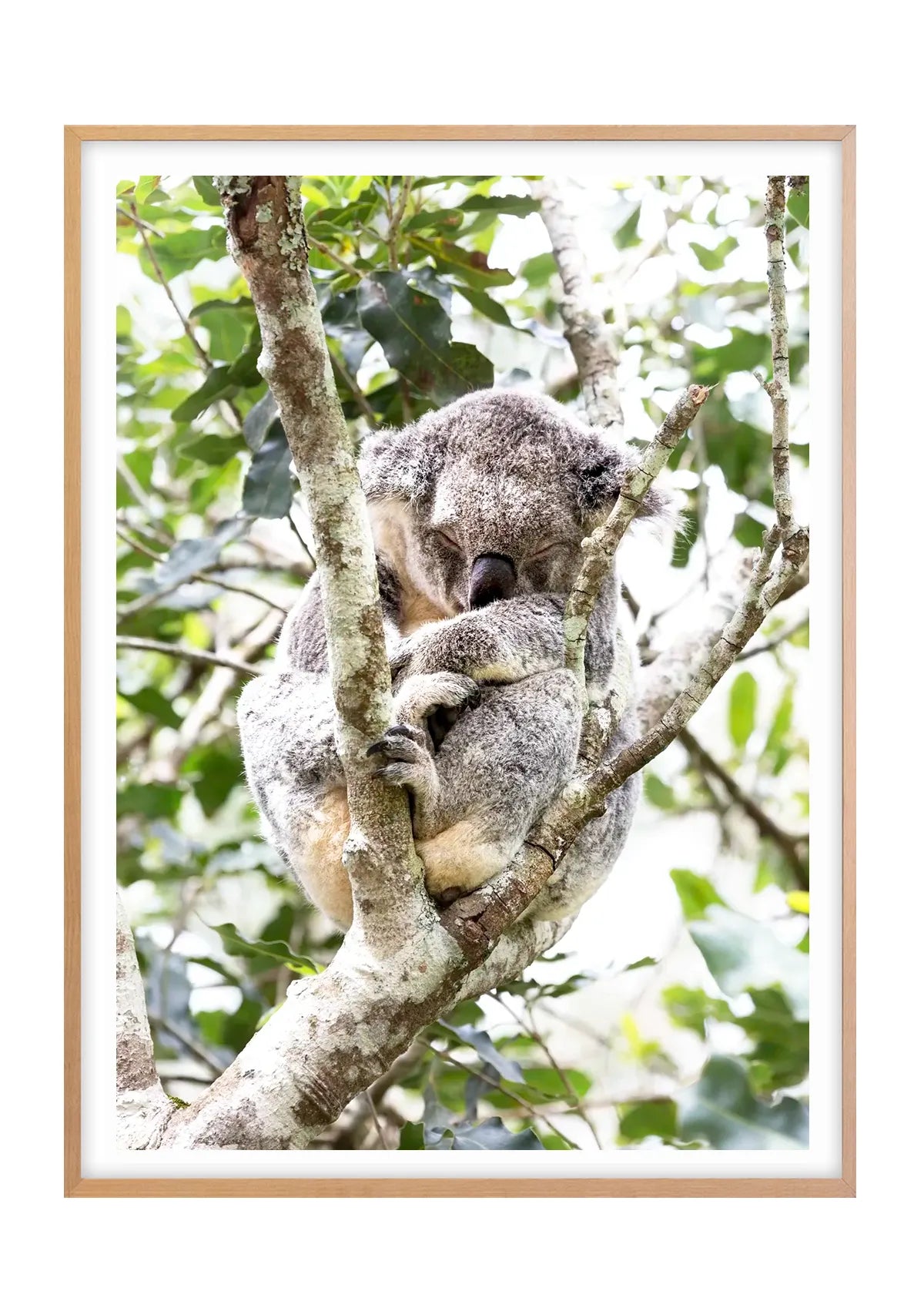 Dreaming in the Canopy
