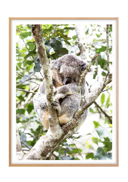 Dreaming in the Canopy
