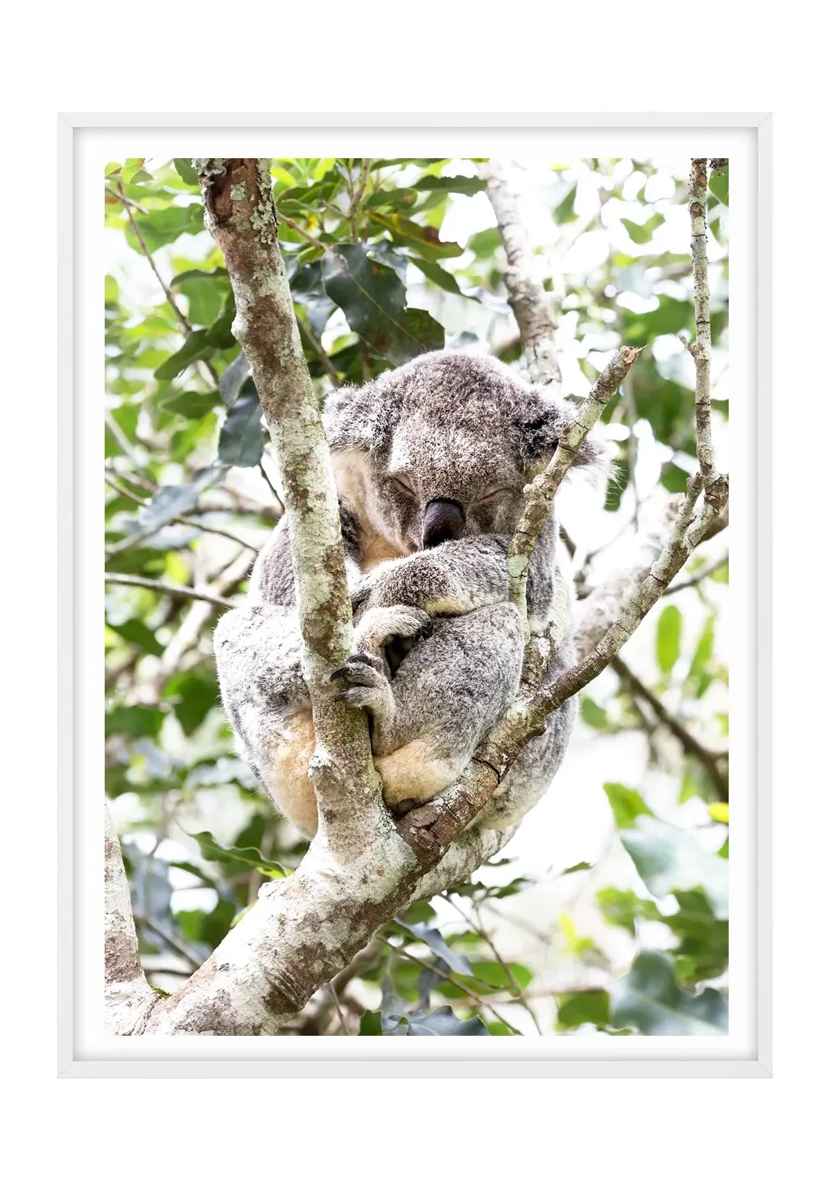 Dreaming in the Canopy