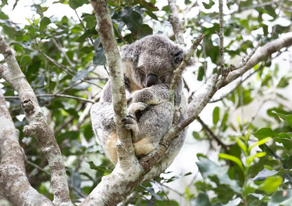 Kangaroo in a tree with green foliage in the background