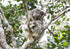 Kangaroo in a tree with green foliage in the background