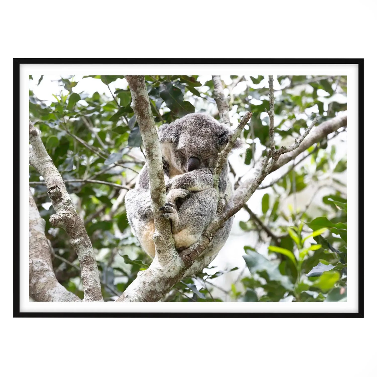 Eucalyptus Dreams