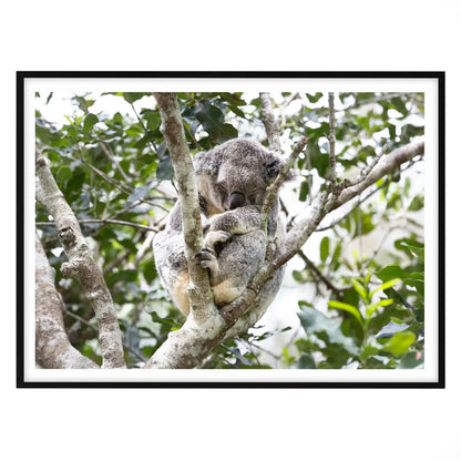 Eucalyptus Dreams