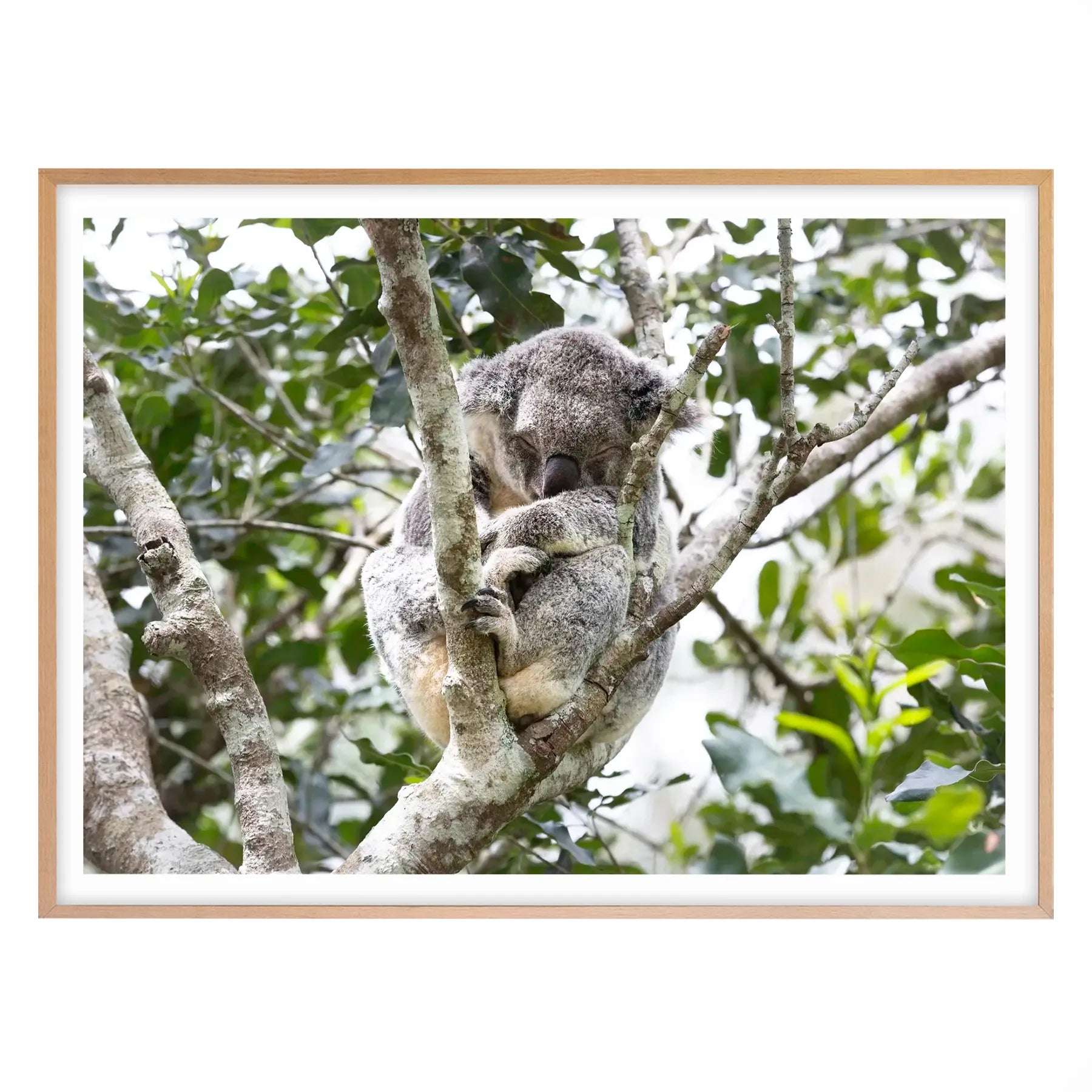 Eucalyptus Dreams