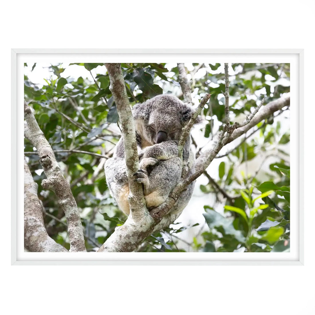 Eucalyptus Dreams