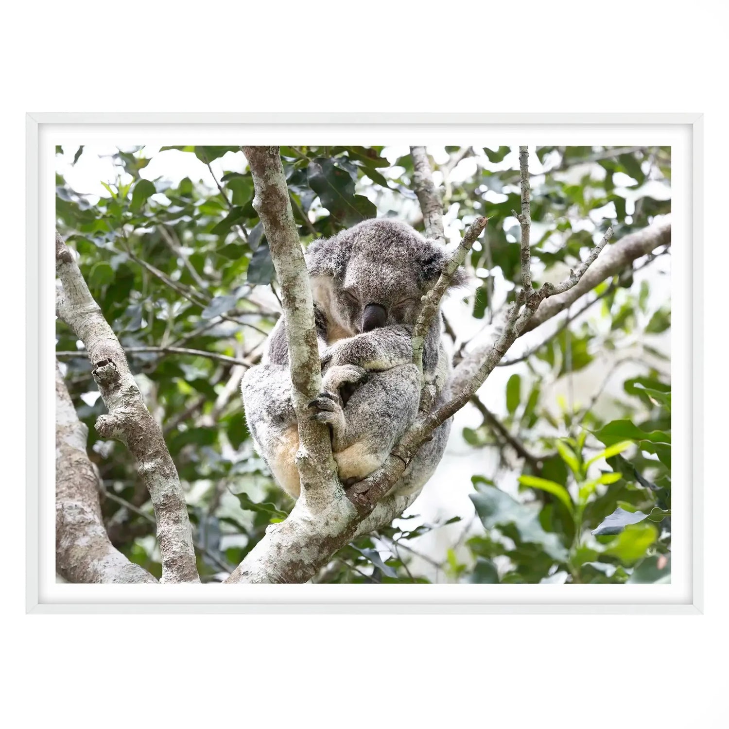 Eucalyptus Dreams